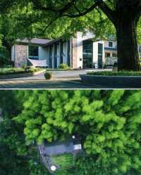 竹林溪澗治癒一切焦慮！大樂之野·莫干山碧塢