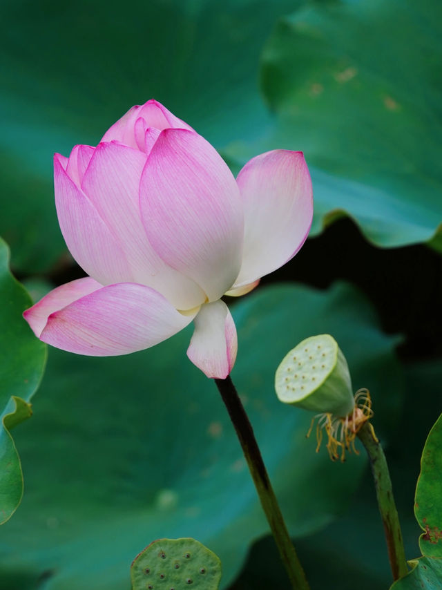 🪷 廣州夏日限定｜螺湧公園荷花拍照全攻略