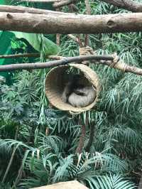 Must Visit - Edinburgh Zoo! 