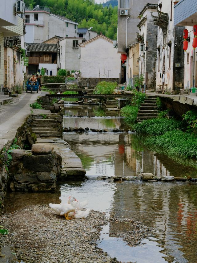 750年徽派暴擊！芹川古村嘅石斑魚銀河，全家玩到腳軟