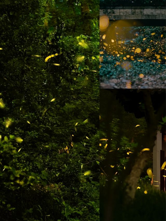 雨夜螢火蟲浪漫之都