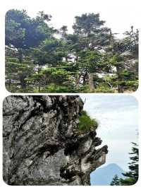 闖入綠野仙蹤！神農頂嘅夢幻之旅