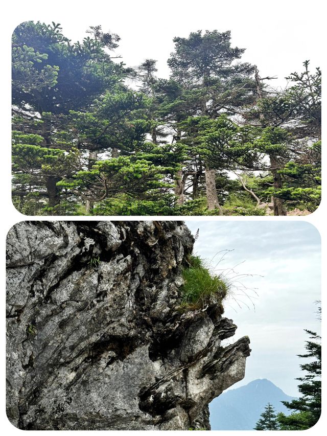 闖入綠野仙蹤！神農頂嘅夢幻之旅