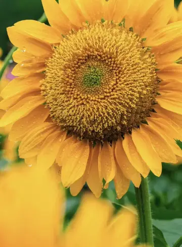 Sunflowers reflect golden light, capturing summer romance at Beiling and Haoze Xireidi