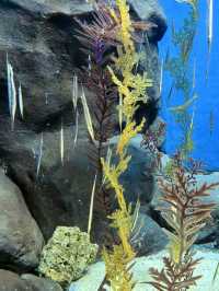 海底星辰，上海海洋水族館