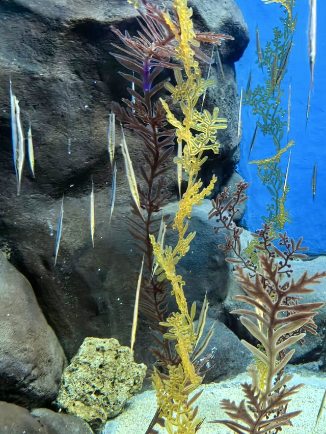 海底星辰，上海海洋水族館