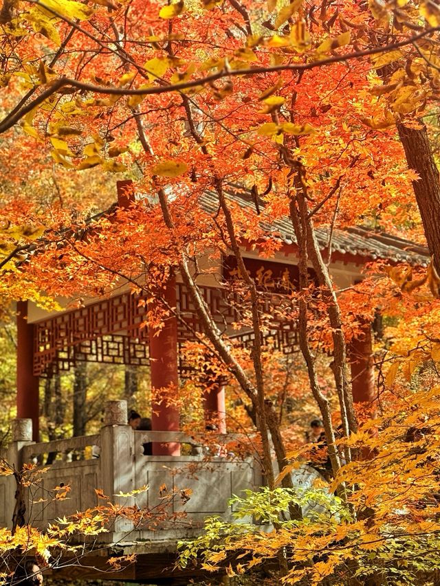 五女山秋：紅葉雲海，遼東秘境
