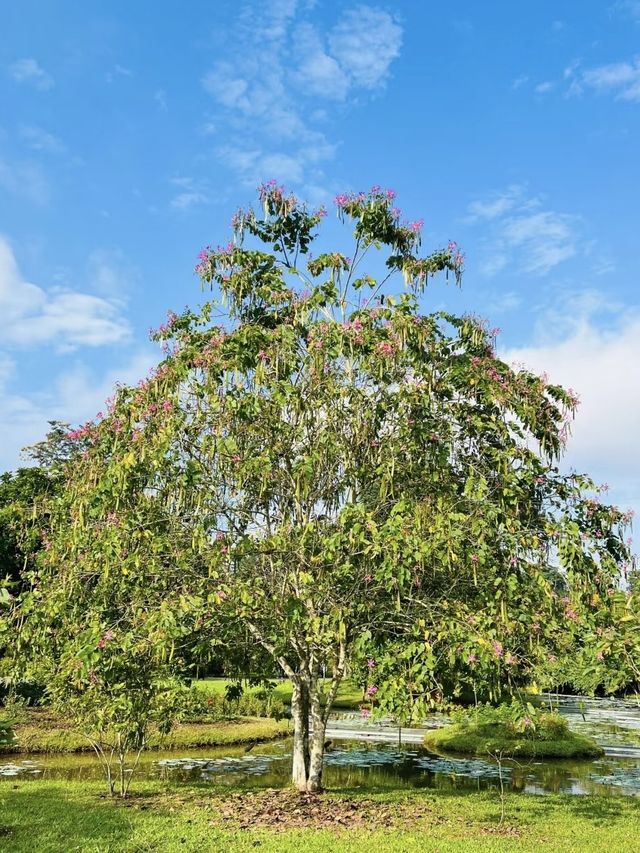 西雙版納｜在中科植物園假裝熱帶冒險家