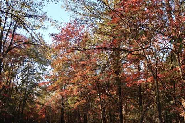 東北國慶徒步路線如此直觀地感受秋天