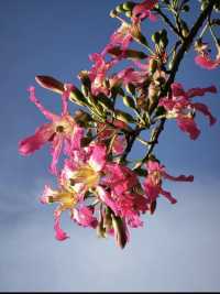 下角東路粉了!惠州這條「粉色隧道」美到犯規