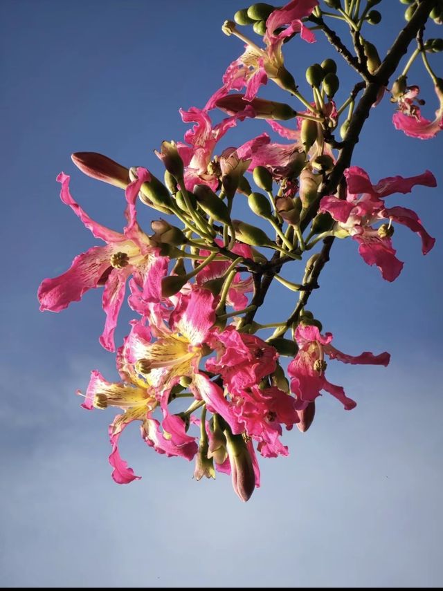 下角東路粉了!惠州這條「粉色隧道」美到犯規 下角東路粉了!惠州這條「粉色隧道」美到犯規