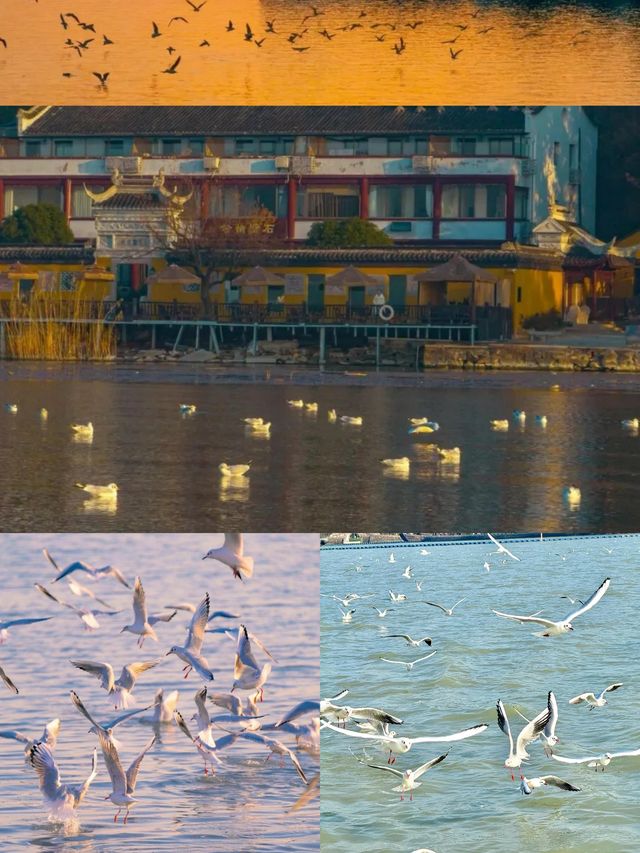 奔赴太湖，邂逅秋日浪漫盛宴