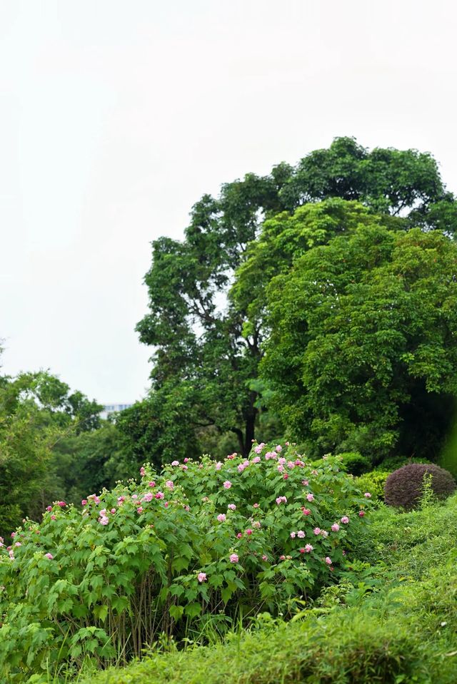風過木芙蓉，如詩如畫的絕美秋色