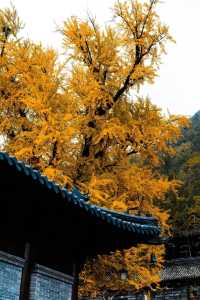 古觀音寺位於陝西省西安市長安區東大街道羅漢洞村，是一座歷史悠久的千年古剎。
歷史淵源
古觀音寺始建於