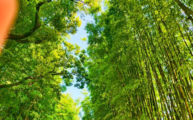 翠湖人好像會在某段時間瘋狂地迷戀上藍天白雲和綠樹