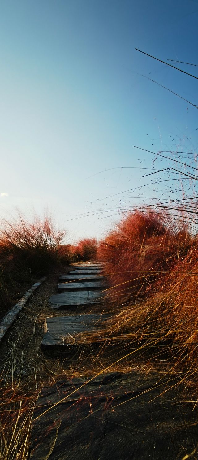 這片粉紅色的海洋，再不去就明年見了