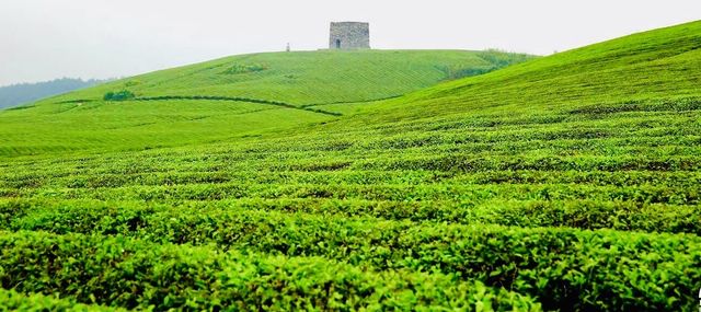兩大茶園PK！貴州松桃vs廣東潮州，你更愛哪個？
