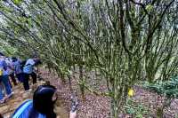 兩大茶園PK！貴州松桃vs廣東潮州，你更愛哪個？
