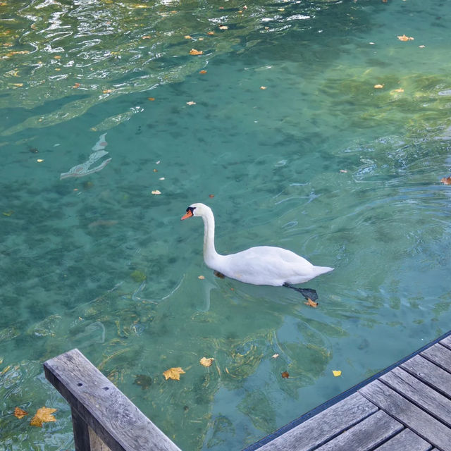 안시, 프랑스에서 만난 동화 속 마을 🏞️✨ 안시, 프랑스에서 만난 동화 속 마을 🏞️✨