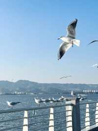 昆明冬天的浪漫 海鷗佔一半