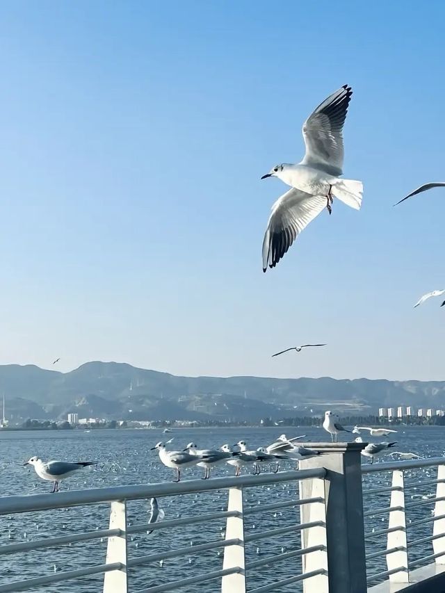 昆明冬天的浪漫 海鷗佔一半