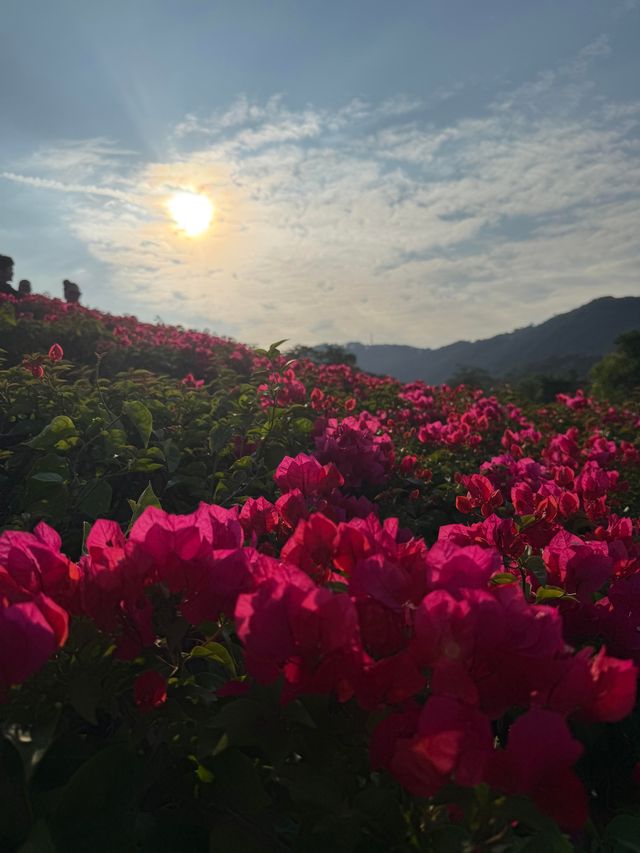 20塊錢玩轉南寧青秀山!花海徒步都太絕了 20塊錢玩轉南寧青秀山!花海徒步都太絕了