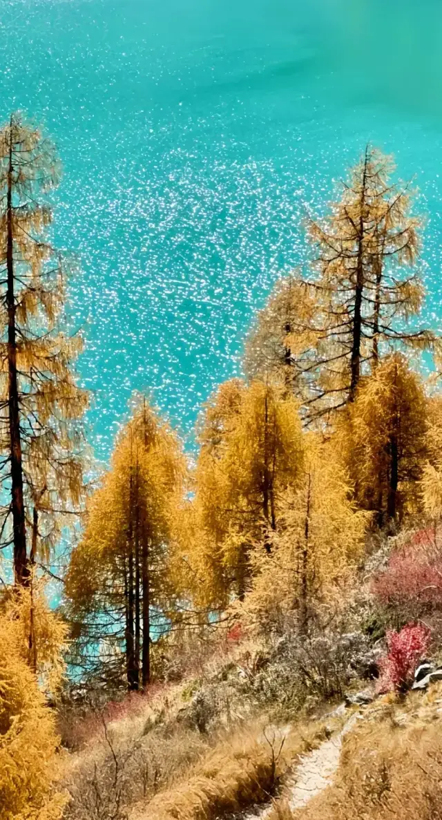 Autumn Colors Forest — Dangling, Sichuan