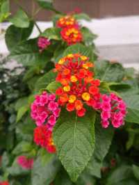 花開四季·絢麗五彩|馬纓丹