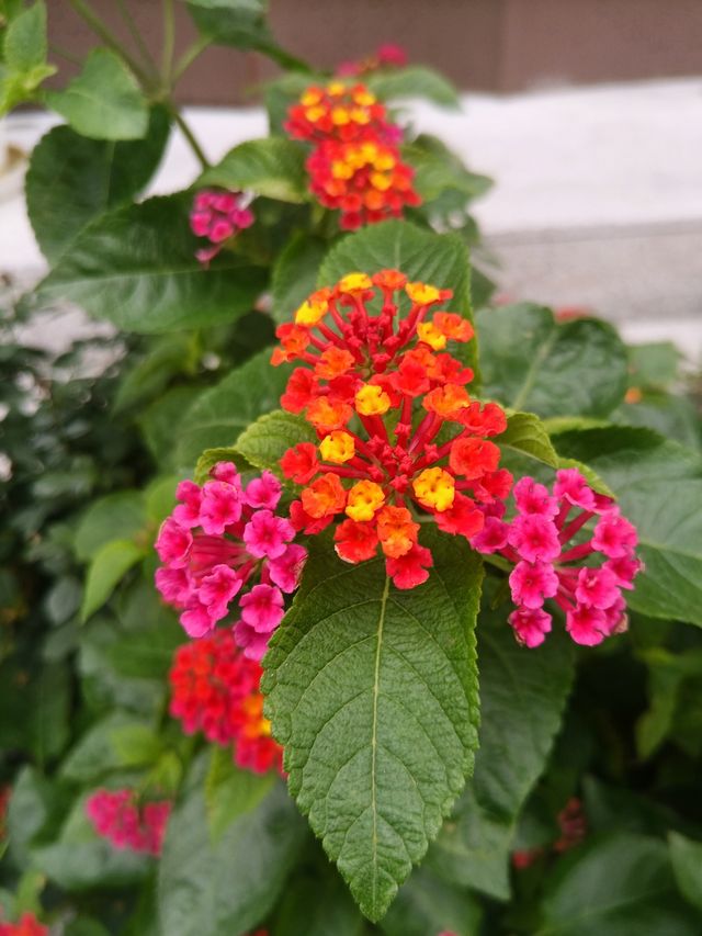 花開四季·絢麗五彩|馬纓丹 花開四季·絢麗五彩|馬纓丹