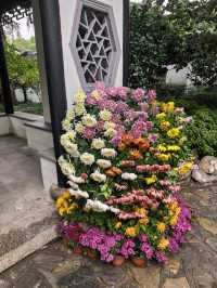曲水園的菊花展已經幫你們看過了