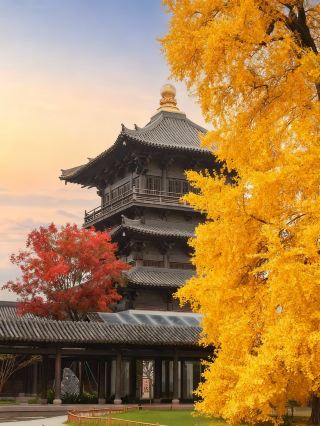 Puyuan Ancient Town Travelogue: When a Thousand-Year-Old Ginkgo Meets the Internet Carnival