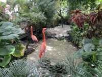 蝴蝶與自然溫室 Key West