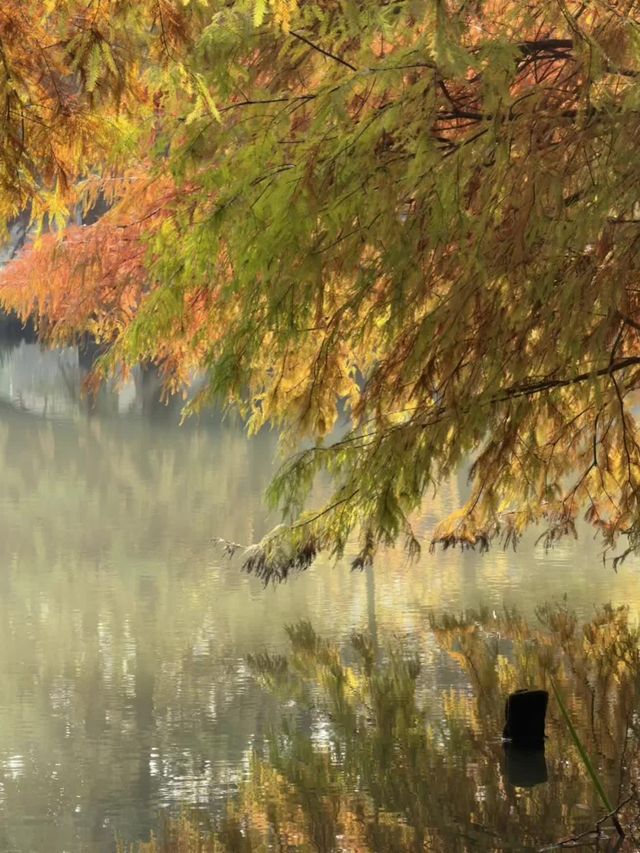 近期來南京的有福啦！