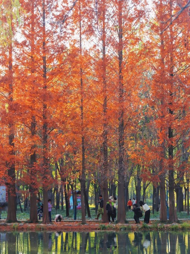 絕美水杉-洛陽伊濱區伊水遊園！