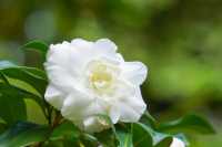 建水文廟山茶花盛開