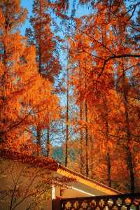 賞楓必去小眾秘境