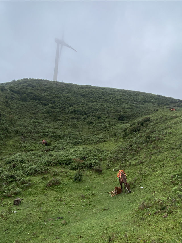 逃離城市計劃盤州烏蒙大草原自駕遊太治癒了！ 從鋼筋森林到遼闊草原，在攜程下單包車直接衝往烏蒙大草
