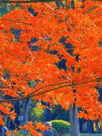 上海黃浦南園遊玩全攻略來了!!!