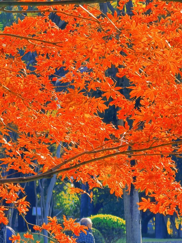 上海黃浦南園遊玩全攻略來了!!! 上海黃浦南園遊玩全攻略來了!!!