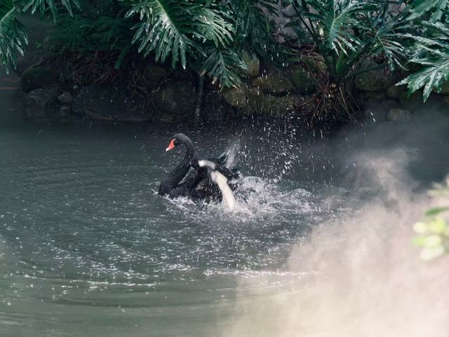 The here|藏著寵物友善的森系烏托邦 The here|藏著寵物友善的森系烏托邦