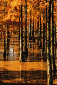 南京賞秋倒數最後10天必打卡的絕美秋色攻略