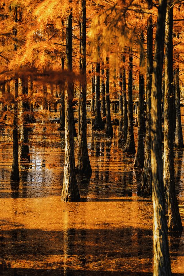 南京賞秋倒數最後10天必打卡的絕美秋色攻略 南京賞秋倒數最後10天必打卡的絕美秋色攻略