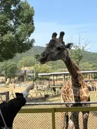 太湖龍之夢秋日奇遇動物界顯眼包集合!