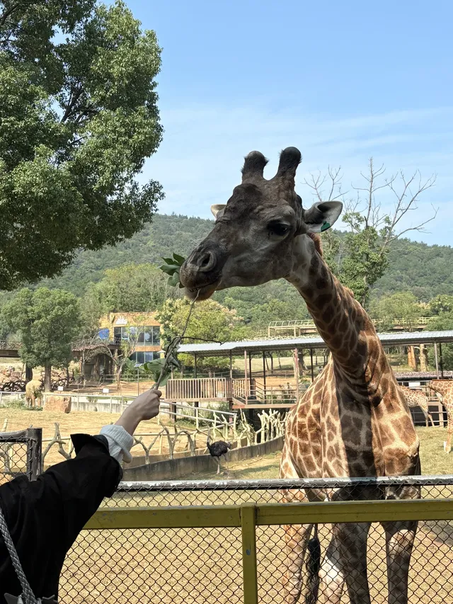 太湖龍之夢秋日奇遇動物界顯眼包集合! 太湖龍之夢秋日奇遇動物界顯眼包集合!