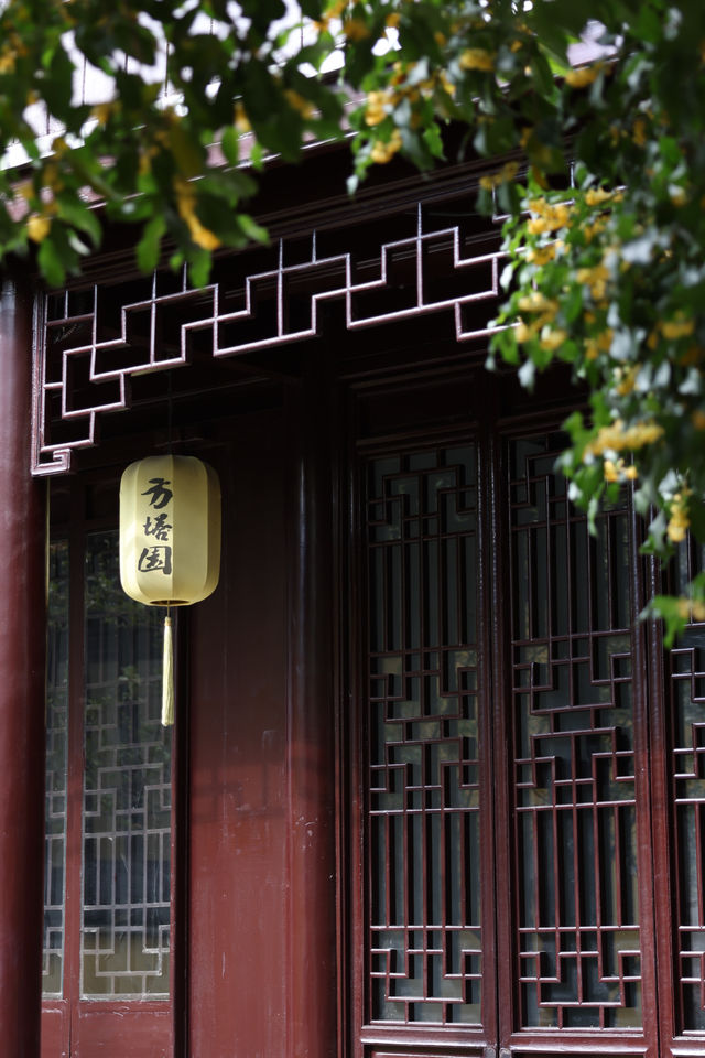 常熟方塔園賞桂攻略 這抹金黃香醉了整個秋天