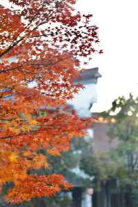 南京秋日限定老門東的楓葉紅牆美哭了!