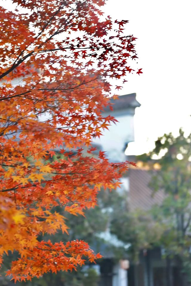 南京秋日限定老門東的楓葉紅牆美哭了! 南京秋日限定老門東的楓葉紅牆美哭了!