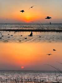 平頂山白龜湖|中原天鵝湖觀鳥指南