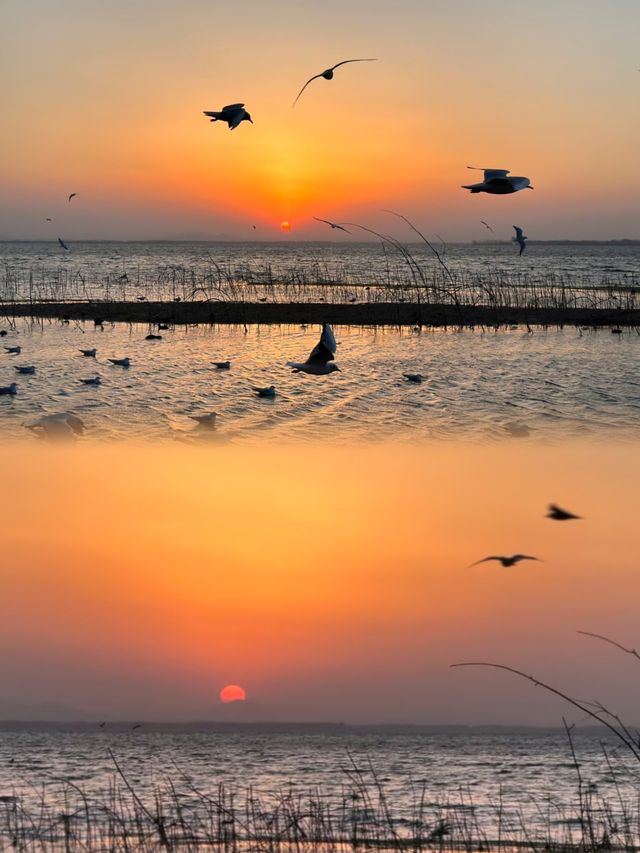 平頂山白龜湖|中原天鵝湖觀鳥指南 平頂山白龜湖|中原天鵝湖觀鳥指南