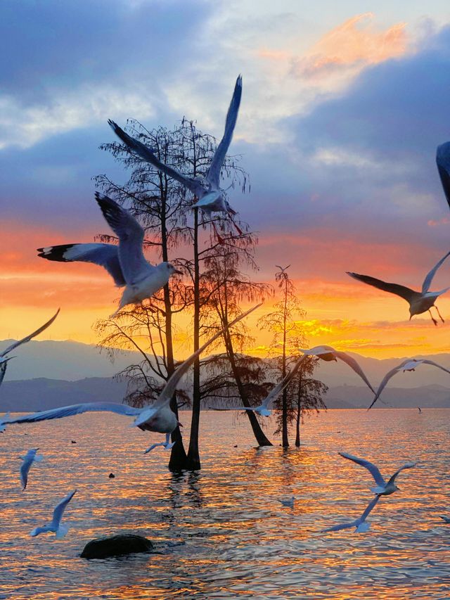 12.3！大理洱海的含金量還在上升！